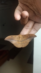 Saturniidae