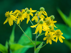 Verbesina alternifolia
