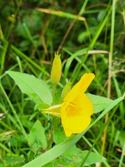 Oenothera parviflora