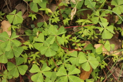 Oxalis tetraphylla