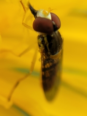 Toxomerus marginatus