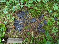 Peltigera membranacea