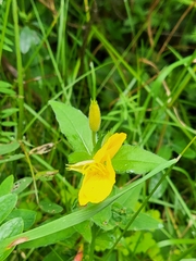 Oenothera parviflora