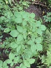 Rubus allegheniensis