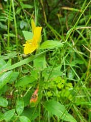 Oenothera parviflora