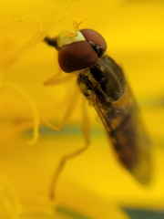 Toxomerus marginatus