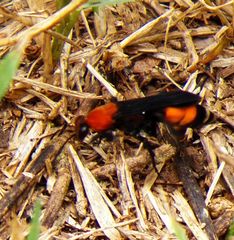 Psorthaspis sanguinea