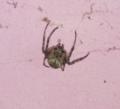 Larinioides ixobolus