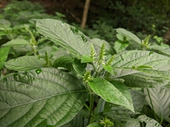 Achyranthes japonica