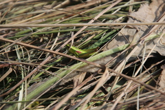 Euthystira brachyptera