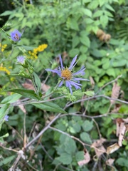 Symphyotrichum puniceum