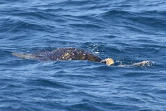 Caretta caretta