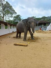 Elephas maximus maximus