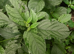 Achyranthes japonica