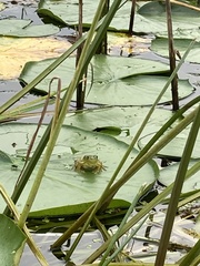 Lithobates septentrionalis