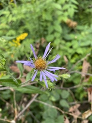 Symphyotrichum puniceum