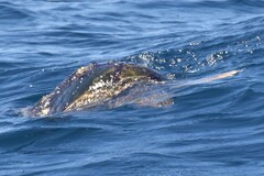 Caretta caretta