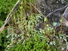Bryum argenteum