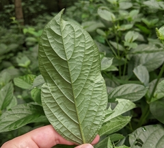 Achyranthes japonica