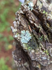 Hypogymnia physodes