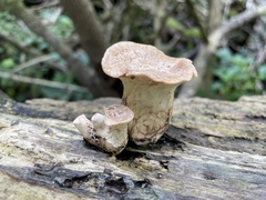 Bresadolia craterella