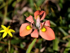 Moraea papilionacea