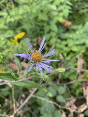 Symphyotrichum puniceum