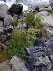 Angelica archangelica