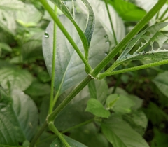 Achyranthes japonica