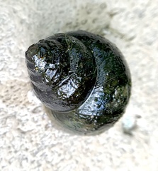 Cipangopaludina chinensis