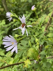 Symphyotrichum prenanthoides