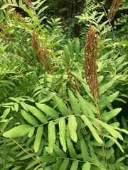 Osmunda spectabilis
