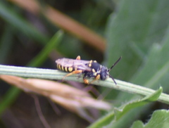 Nomada flavopicta