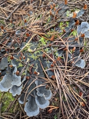 Peltigera membranacea