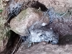 Hyla arenicolor