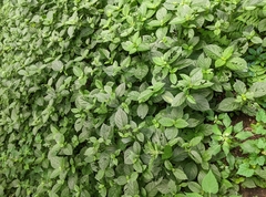 Achyranthes japonica