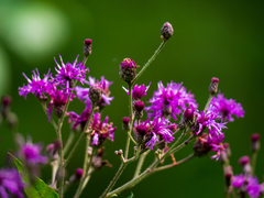 Vernonia gigantea