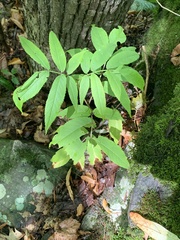 Sambucus racemosa