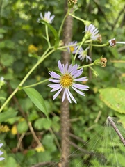 Symphyotrichum prenanthoides