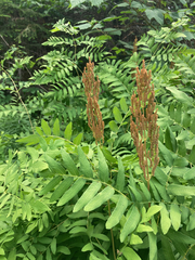 Osmunda spectabilis