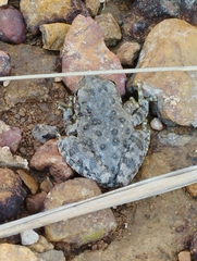 Hyla arenicolor