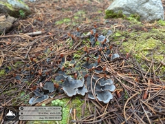 Peltigera membranacea