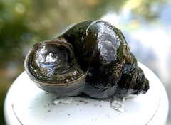 Cipangopaludina chinensis