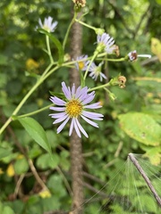 Symphyotrichum prenanthoides
