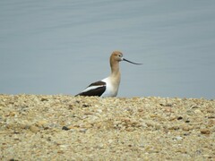 Recurvirostra americana