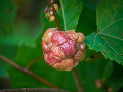 Andricus quercusstrobilanus