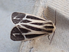 Apantesis