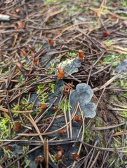 Peltigera membranacea