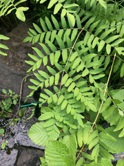 Osmunda spectabilis