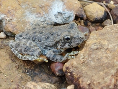 Hyla arenicolor